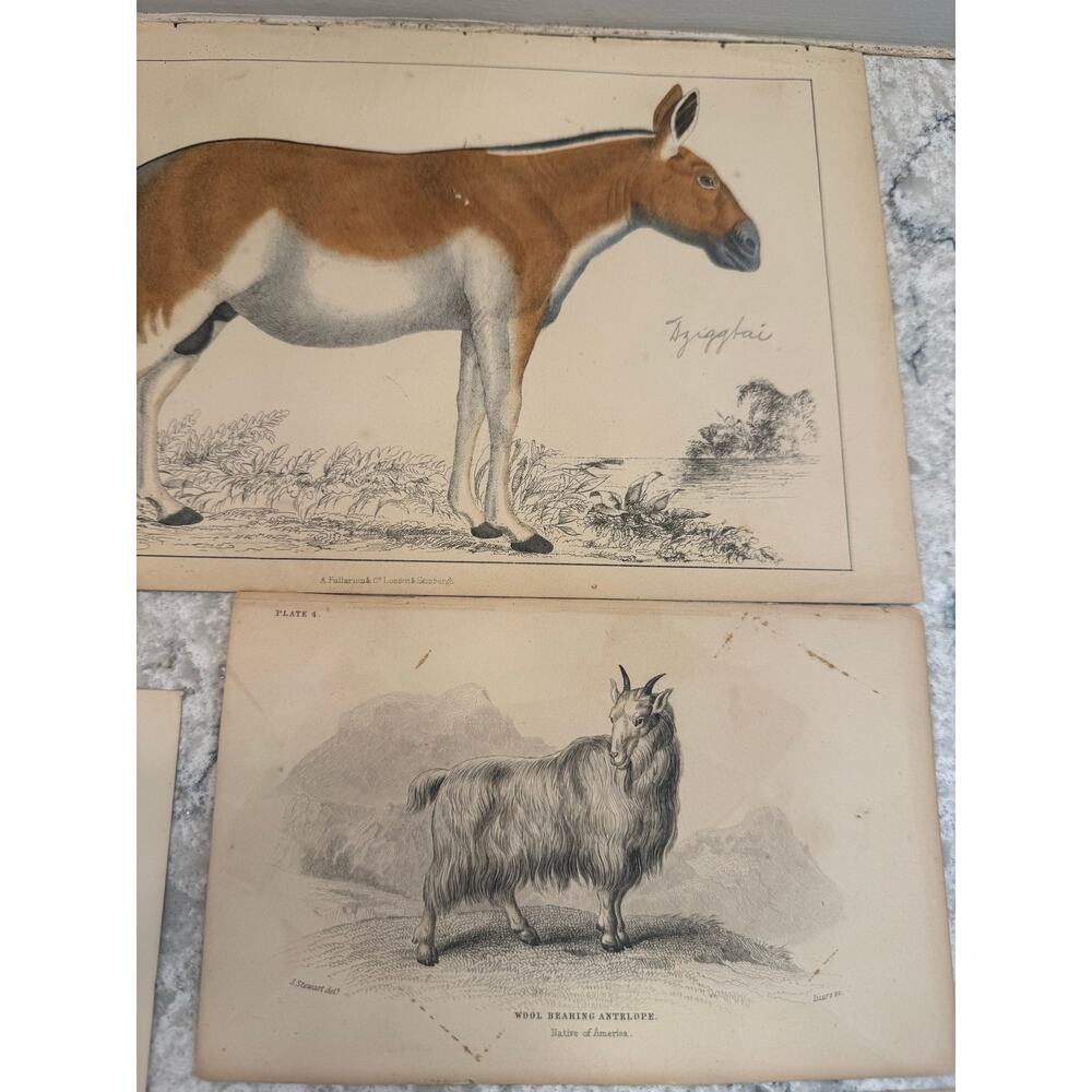 Collection of 15 Antique Ornithological & Natural History Prints Various Animals - Picture 11 of 13